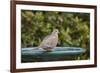 Mourning Dove at the Backyard Bird Bath-Michael Qualls-Framed Photographic Print