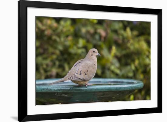 Mourning Dove at the Backyard Bird Bath-Michael Qualls-Framed Photographic Print