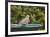 Mourning Dove at the Backyard Bird Bath-Michael Qualls-Framed Photographic Print