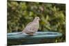 Mourning Dove at the Backyard Bird Bath-Michael Qualls-Mounted Photographic Print