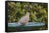 Mourning Dove at the Backyard Bird Bath-Michael Qualls-Framed Stretched Canvas
