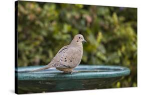 Mourning Dove at the Backyard Bird Bath-Michael Qualls-Stretched Canvas