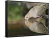 Mourning Dove drinking, Hill Country, Texas, USA-Rolf Nussbaumer-Framed Stretched Canvas