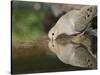 Mourning Dove drinking, Hill Country, Texas, USA-Rolf Nussbaumer-Stretched Canvas