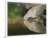 Mourning Dove drinking, Hill Country, Texas, USA-Rolf Nussbaumer-Framed Photographic Print