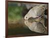 Mourning Dove drinking, Hill Country, Texas, USA-Rolf Nussbaumer-Framed Photographic Print