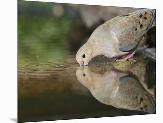 Mourning Dove drinking, Hill Country, Texas, USA-Rolf Nussbaumer-Mounted Photographic Print