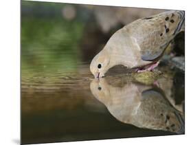 Mourning Dove drinking, Hill Country, Texas, USA-Rolf Nussbaumer-Mounted Photographic Print