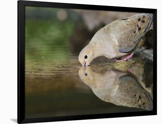 Mourning Dove drinking, Hill Country, Texas, USA-Rolf Nussbaumer-Framed Photographic Print