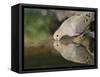 Mourning Dove drinking, Hill Country, Texas, USA-Rolf Nussbaumer-Framed Stretched Canvas