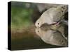 Mourning Dove drinking, Hill Country, Texas, USA-Rolf Nussbaumer-Stretched Canvas