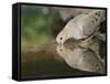 Mourning Dove drinking, Hill Country, Texas, USA-Rolf Nussbaumer-Framed Stretched Canvas