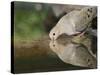 Mourning Dove drinking, Hill Country, Texas, USA-Rolf Nussbaumer-Stretched Canvas