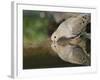 Mourning Dove drinking, Hill Country, Texas, USA-Rolf Nussbaumer-Framed Photographic Print