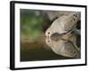 Mourning Dove drinking, Hill Country, Texas, USA-Rolf Nussbaumer-Framed Photographic Print