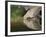 Mourning Dove drinking, Hill Country, Texas, USA-Rolf Nussbaumer-Framed Photographic Print