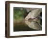 Mourning Dove drinking, Hill Country, Texas, USA-Rolf Nussbaumer-Framed Photographic Print