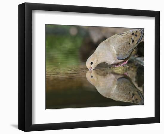 Mourning Dove drinking, Hill Country, Texas, USA-Rolf Nussbaumer-Framed Photographic Print