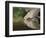 Mourning Dove drinking, Hill Country, Texas, USA-Rolf Nussbaumer-Framed Photographic Print