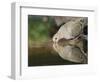 Mourning Dove drinking, Hill Country, Texas, USA-Rolf Nussbaumer-Framed Photographic Print