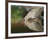 Mourning Dove drinking, Hill Country, Texas, USA-Rolf Nussbaumer-Framed Photographic Print