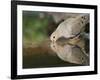 Mourning Dove drinking, Hill Country, Texas, USA-Rolf Nussbaumer-Framed Photographic Print