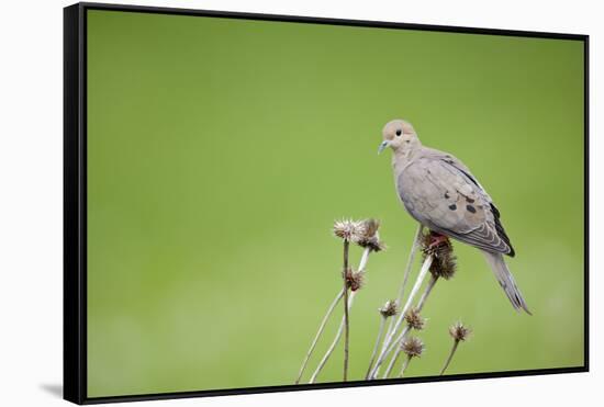 Mourning Dove on Seed Head of Purple Coneflower. Marion, Illinois, Usa-Richard ans Susan Day-Framed Stretched Canvas