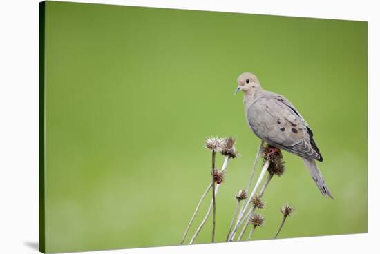 Mourning Dove on Seed Head of Purple Coneflower. Marion, Illinois, Usa-Richard ans Susan Day-Stretched Canvas