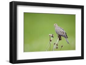 Mourning Dove on Seed Head of Purple Coneflower. Marion, Illinois, Usa-Richard ans Susan Day-Framed Photographic Print