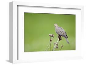 Mourning Dove on Seed Head of Purple Coneflower. Marion, Illinois, Usa-Richard ans Susan Day-Framed Photographic Print