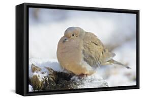 Mourning Dove on Tree Stump, Mcleansville, North Carolina, USA-Gary Carter-Framed Stretched Canvas