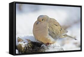 Mourning Dove on Tree Stump, Mcleansville, North Carolina, USA-Gary Carter-Framed Stretched Canvas