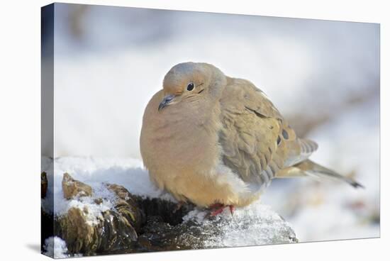 Mourning Dove on Tree Stump, Mcleansville, North Carolina, USA-Gary Carter-Stretched Canvas