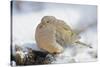 Mourning Dove on Tree Stump, Mcleansville, North Carolina, USA-Gary Carter-Stretched Canvas