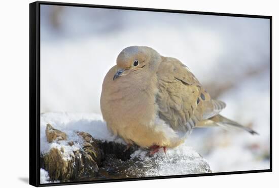 Mourning Dove on Tree Stump, Mcleansville, North Carolina, USA-Gary Carter-Framed Stretched Canvas