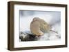 Mourning Dove on Tree Stump, Mcleansville, North Carolina, USA-Gary Carter-Framed Photographic Print