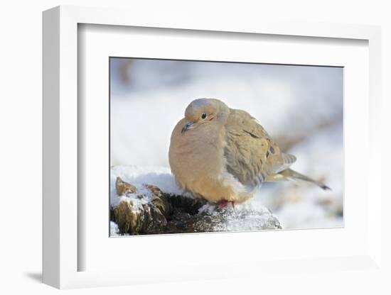 Mourning Dove on Tree Stump, Mcleansville, North Carolina, USA-Gary Carter-Framed Photographic Print