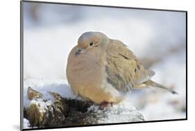 Mourning Dove on Tree Stump, Mcleansville, North Carolina, USA-Gary Carter-Mounted Photographic Print