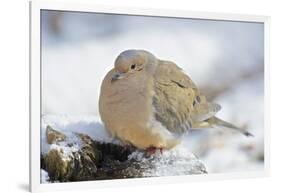 Mourning Dove on Tree Stump, Mcleansville, North Carolina, USA-Gary Carter-Framed Photographic Print