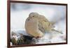 Mourning Dove on Tree Stump, Mcleansville, North Carolina, USA-Gary Carter-Framed Photographic Print