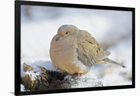 Mourning Dove on Tree Stump, Mcleansville, North Carolina, USA-Gary Carter-Framed Photographic Print