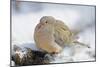 Mourning Dove on Tree Stump, Mcleansville, North Carolina, USA-Gary Carter-Mounted Photographic Print