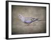 Mourning Dove Portrait-Jai Johnson-Framed Giclee Print