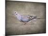 Mourning Dove Portrait-Jai Johnson-Mounted Giclee Print