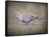 Mourning Dove Portrait-Jai Johnson-Framed Stretched Canvas