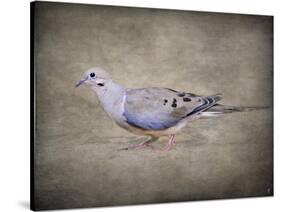 Mourning Dove Portrait-Jai Johnson-Stretched Canvas