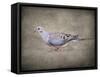 Mourning Dove Portrait-Jai Johnson-Framed Stretched Canvas