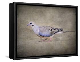 Mourning Dove Portrait-Jai Johnson-Framed Stretched Canvas