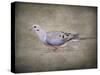 Mourning Dove Portrait-Jai Johnson-Stretched Canvas