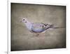 Mourning Dove Portrait-Jai Johnson-Framed Giclee Print